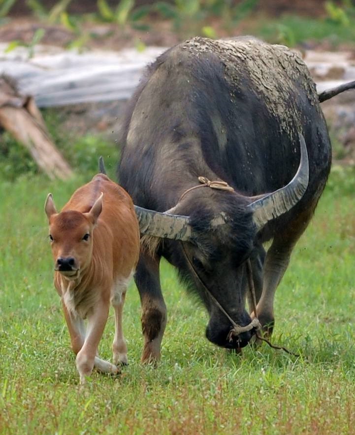 美国养殖牛为什么在牛身上开个洞,美国人养牛在牛肚子里开个大洞