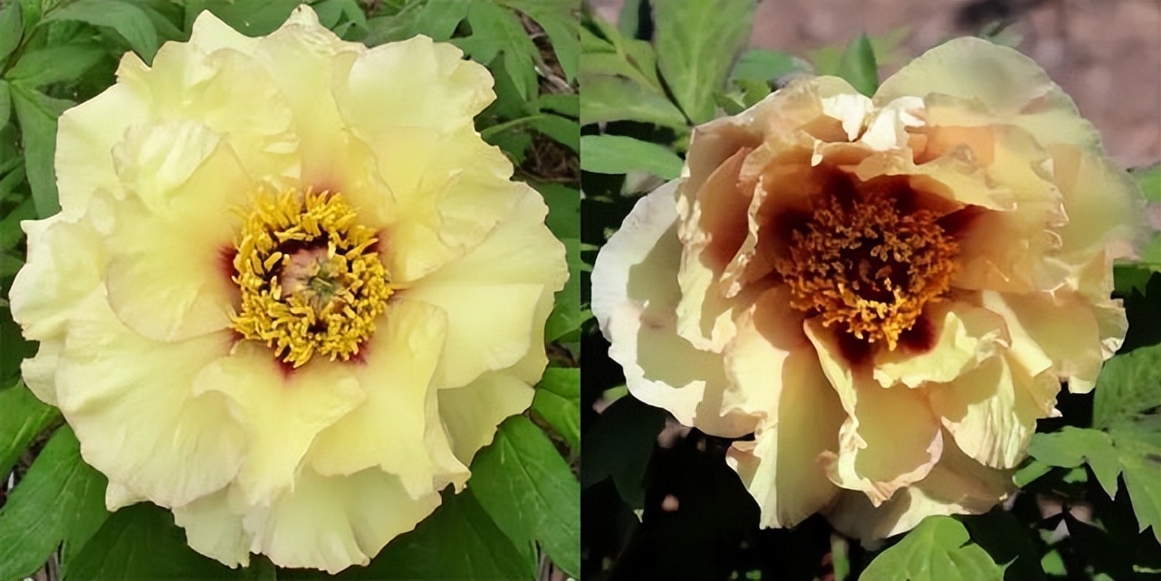 这个牡丹中的稀有品种，你知道是怎么培育出来的吗？