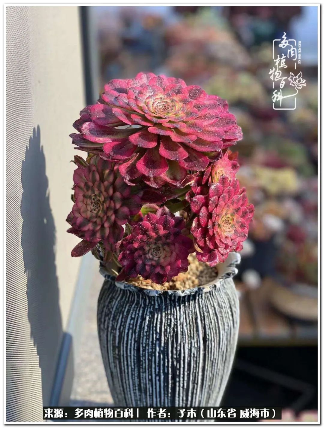 法师多肉成长史,法师多肉新手教程