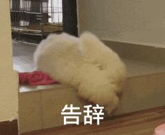 这6种狗狗别养，谁养谁崩溃，别不信