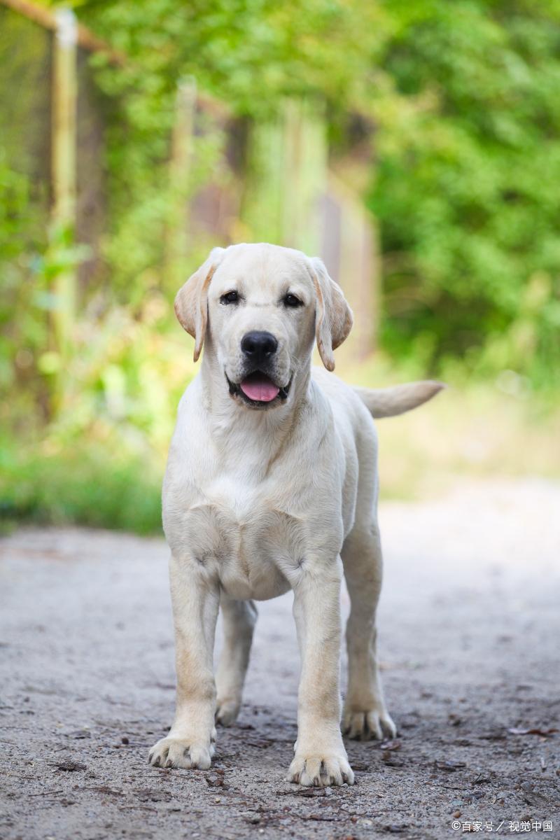 纯拉布拉多犬的特征,拉布拉多超长介绍视频