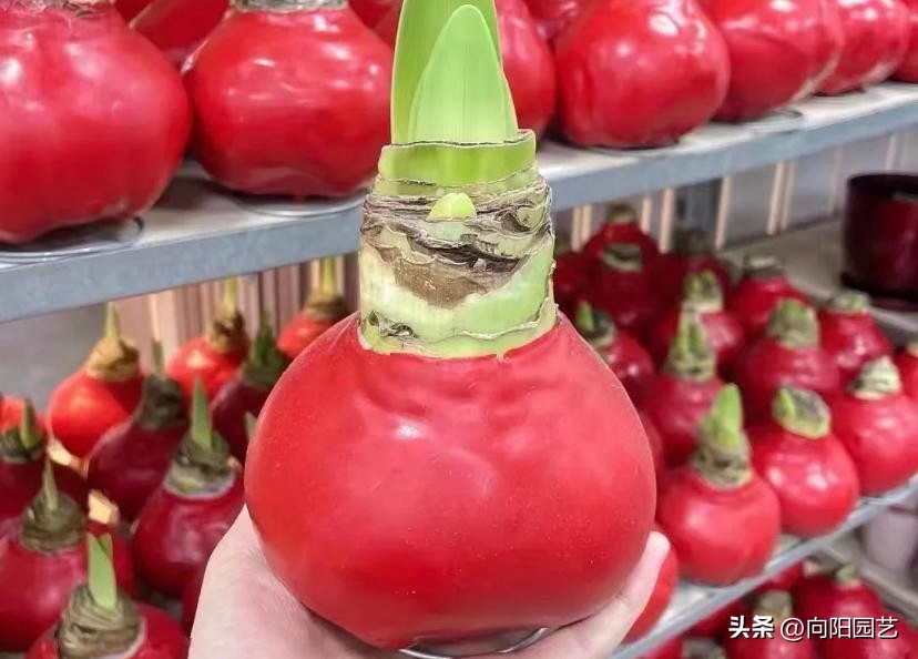 封蜡朱顶红没开花可以拨开吗,封蜡朱顶红把蜡取掉能栽吗