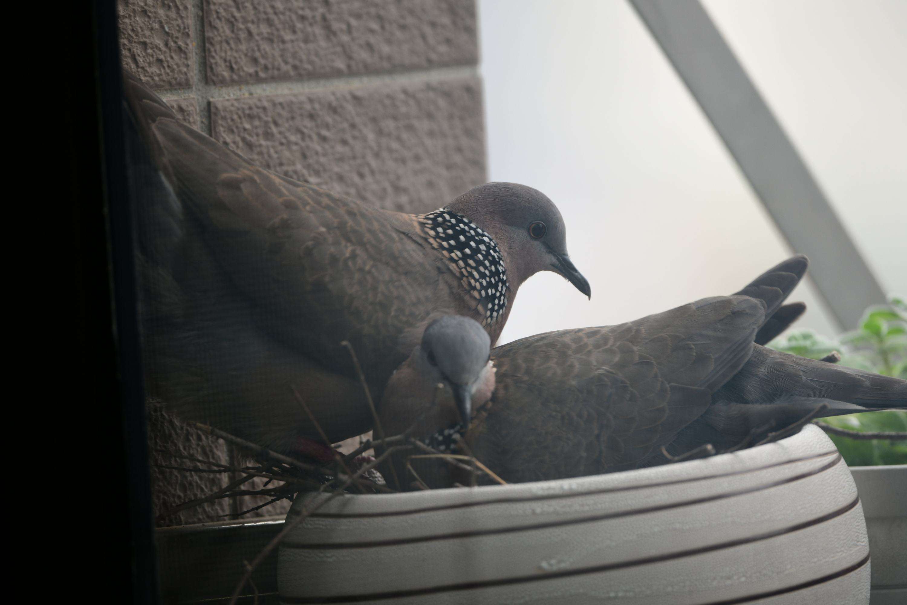斑鸠一般生活在什么地方,东北野外斑鸠一般夜间在哪里栖息