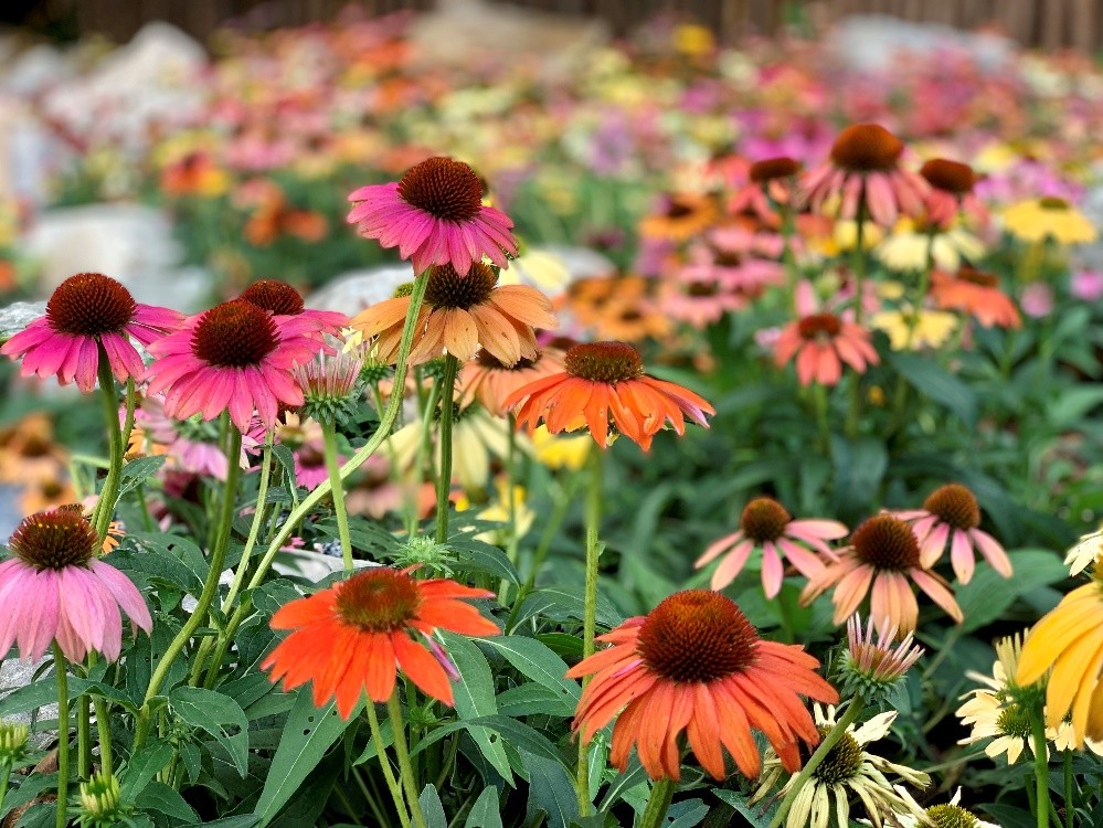 东湖公园赏菊花,深圳市东湖公园一年一季的菊花展