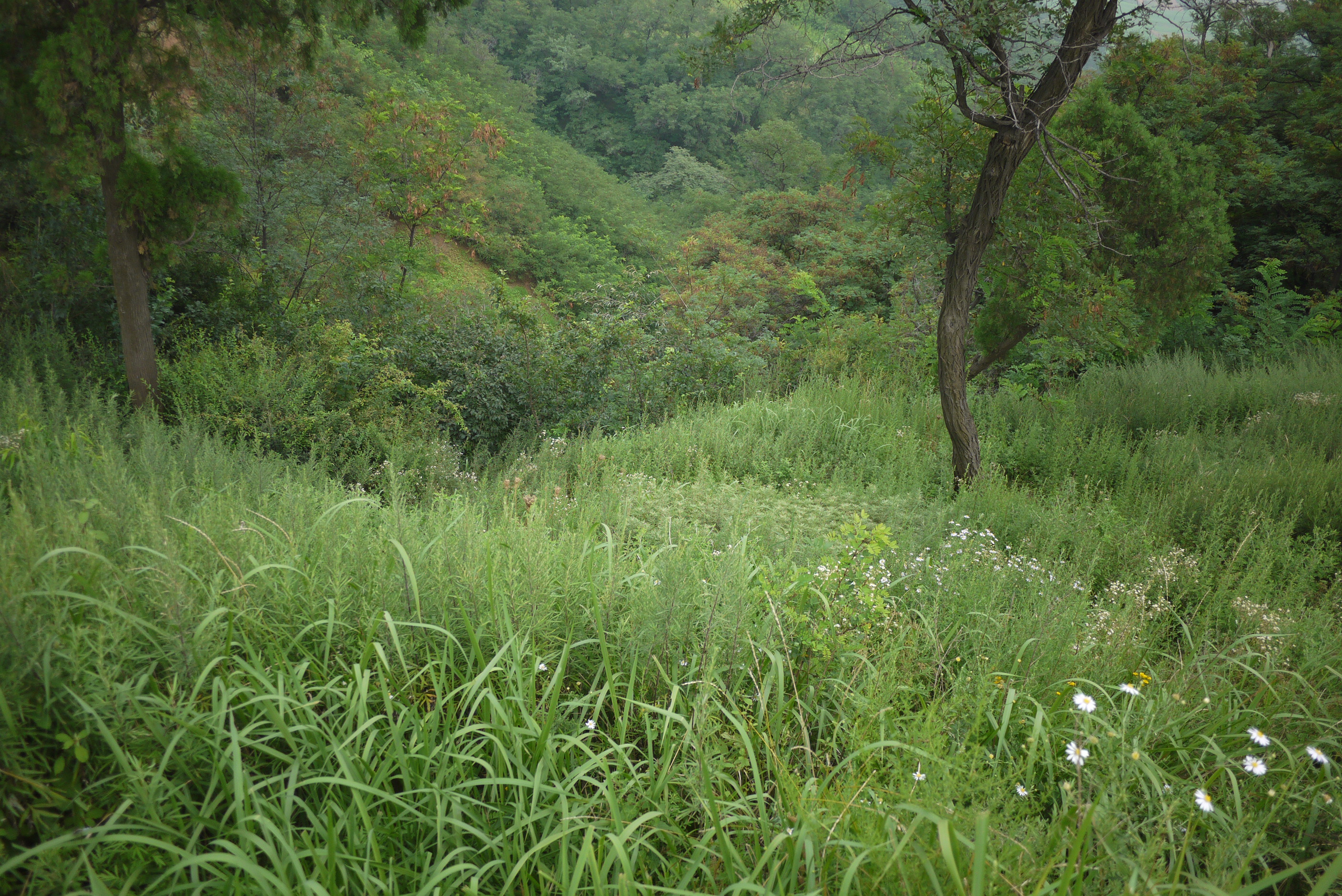孔明：北沟这条路