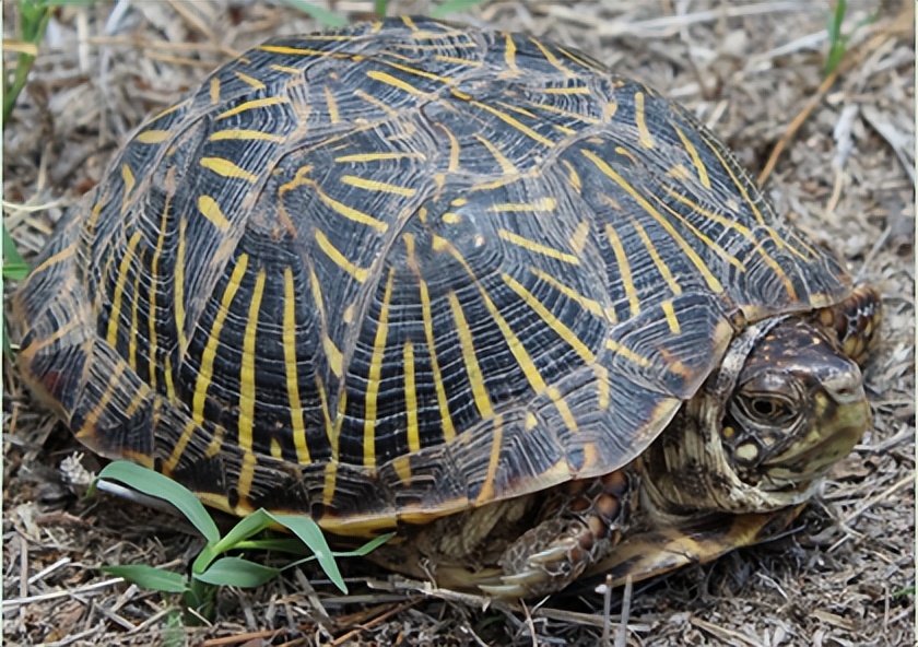 箱龟种类及图片,箱龟品种大全