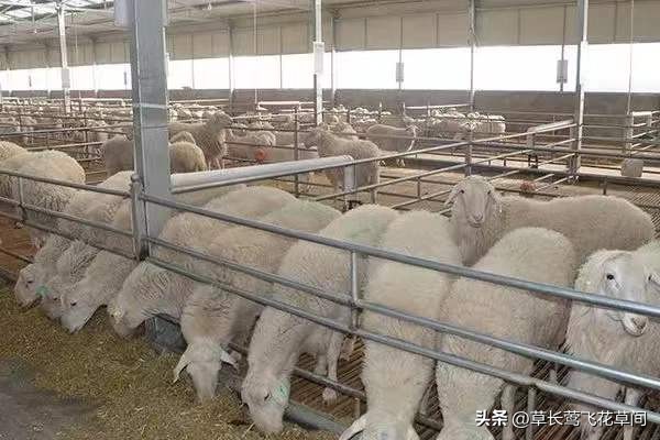 这两年养殖业养什么行情最好,养殖业养什么最有前景赚钱