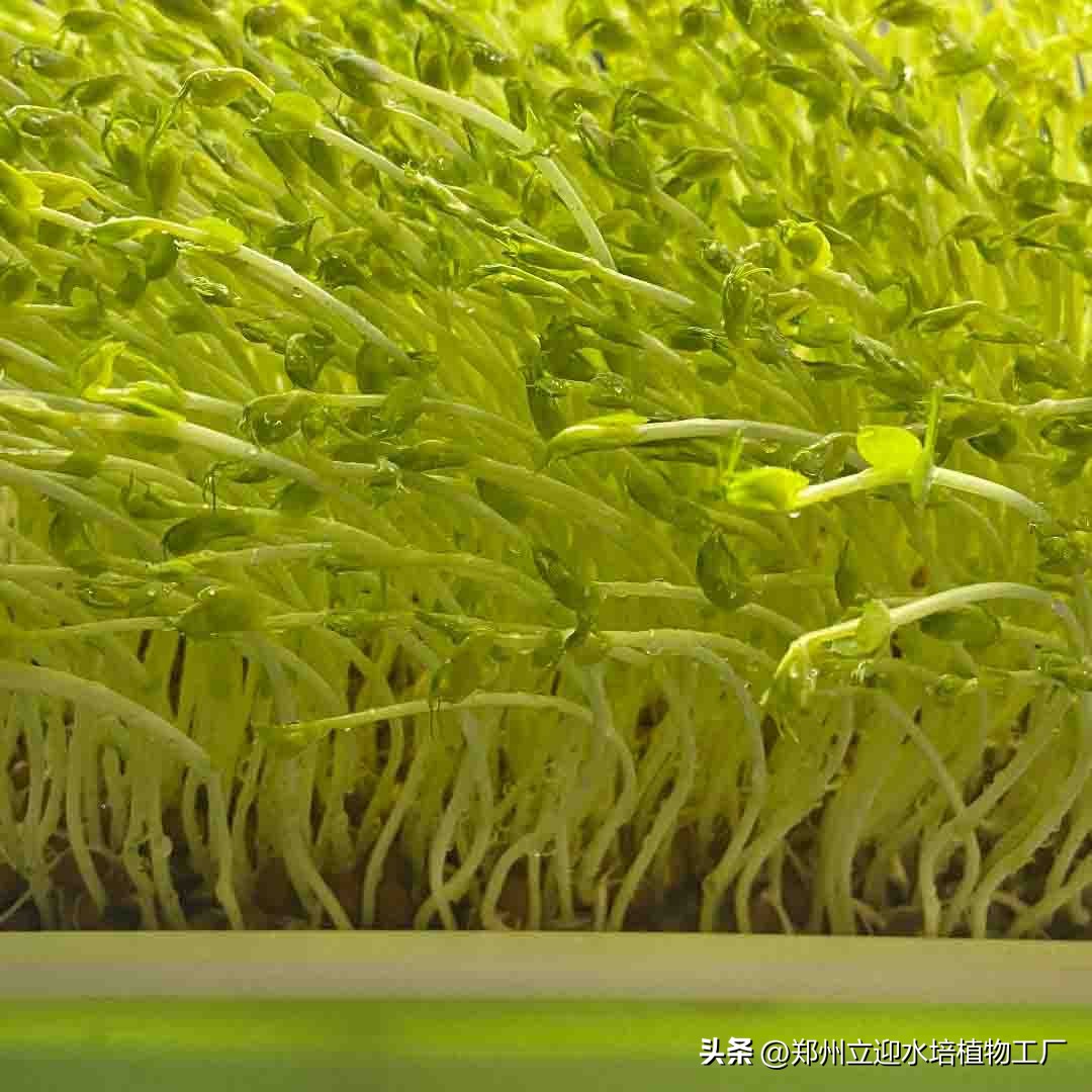 水培芽苗菜是真正的纯天然无公害,在家零基础水培芽苗菜