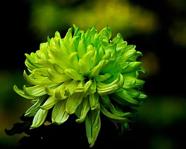 绿牡丹菊花名贵稀有吗,菊花绿牡丹介绍