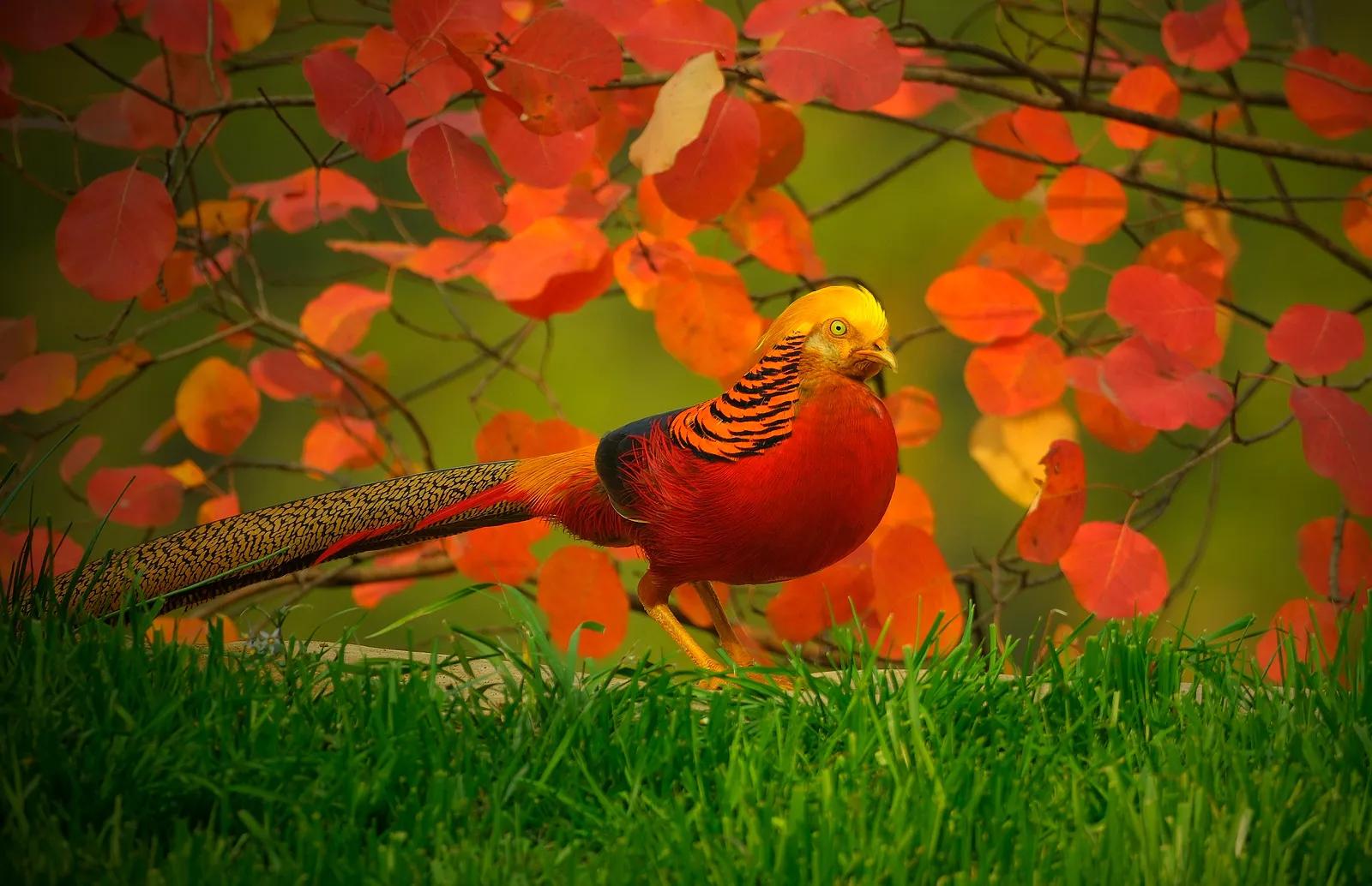 平顶山鲁山县红腹锦鸡,鲁山县红腹锦鸡