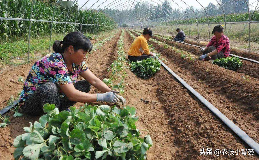 草莓促花芽分化的最快捷方法,草莓花芽分化有规律促花管理