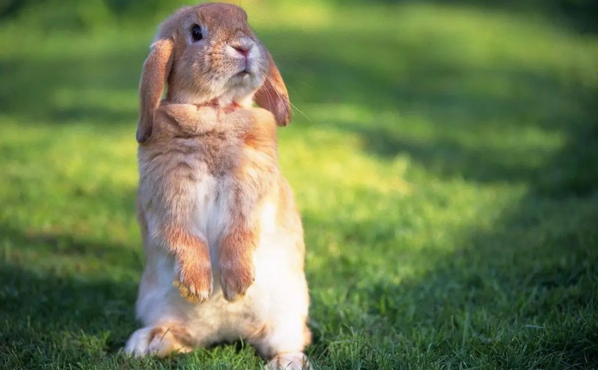 兔肉为什么没能成为主要肉食,吃草为何可以长肉