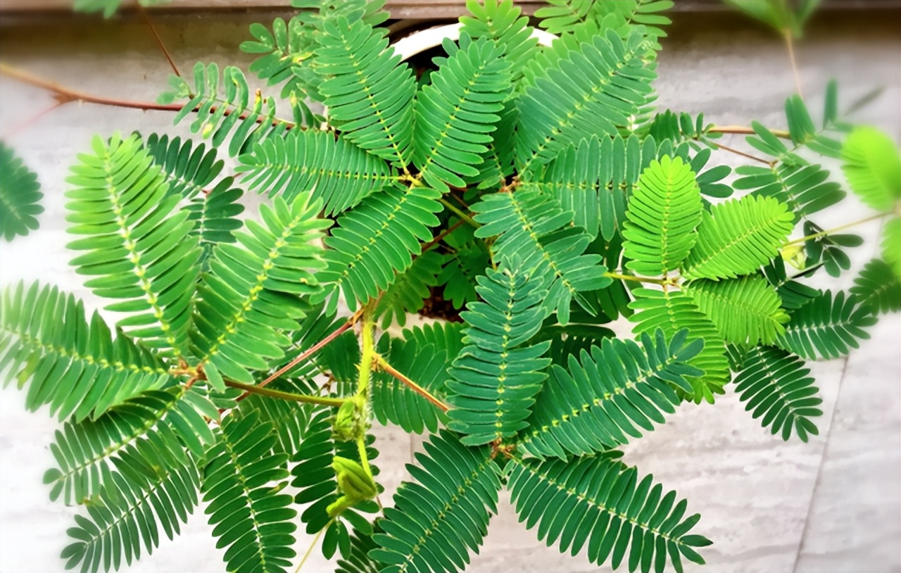 为什么碰含羞草会让毛发脱落,有含羞草需要注意什么