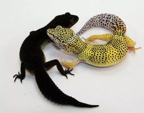 豹纹守宫有什么危害,豹纹守宫快死的表现