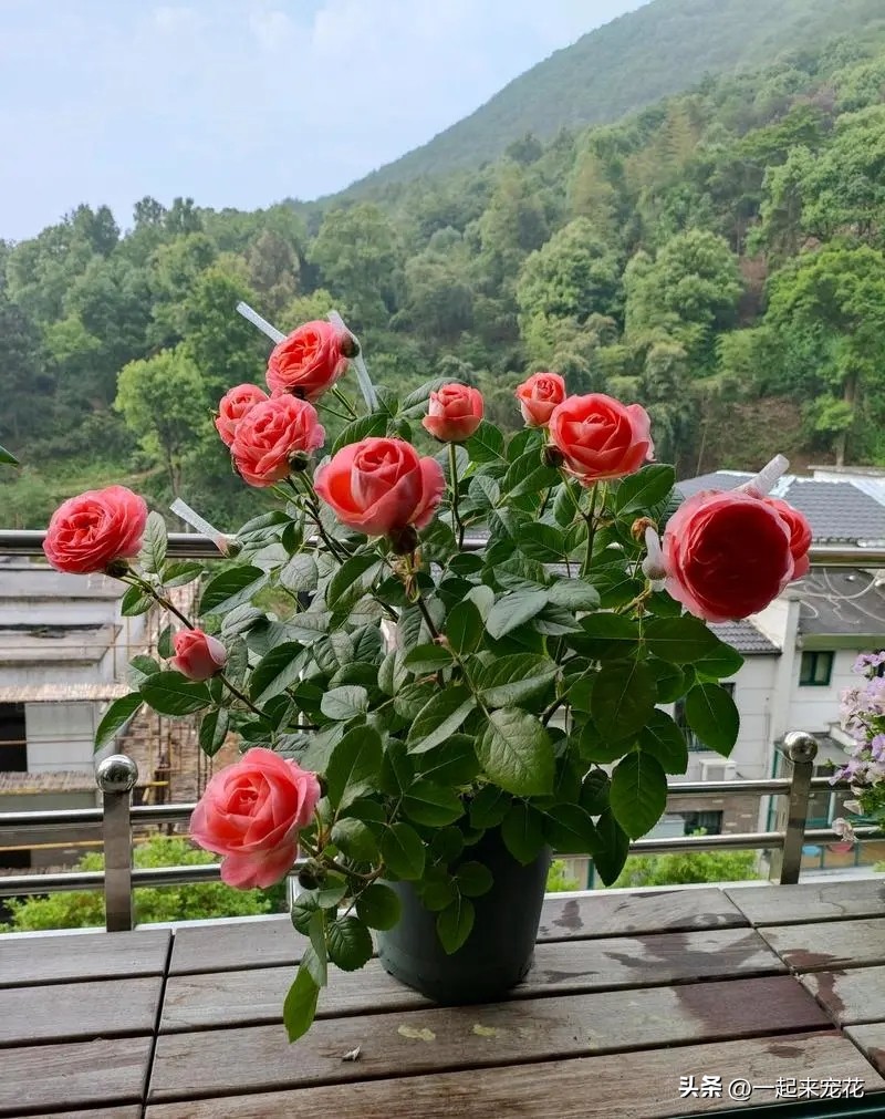 分享6种爱开花的“开花机器”，皮实好养适合新手，轻松开成花园