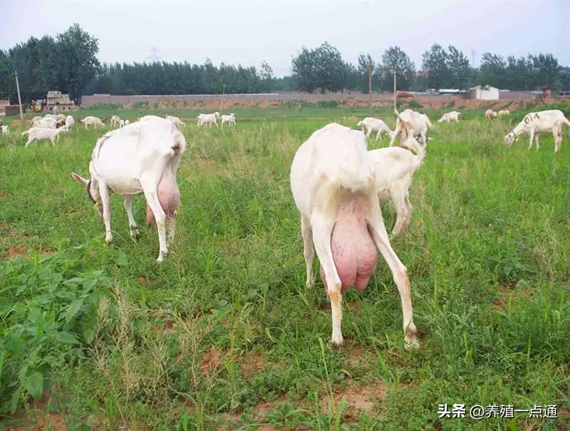 奶山羊的养殖技术及日常管理,奶山羊养好从养殖到产奶
