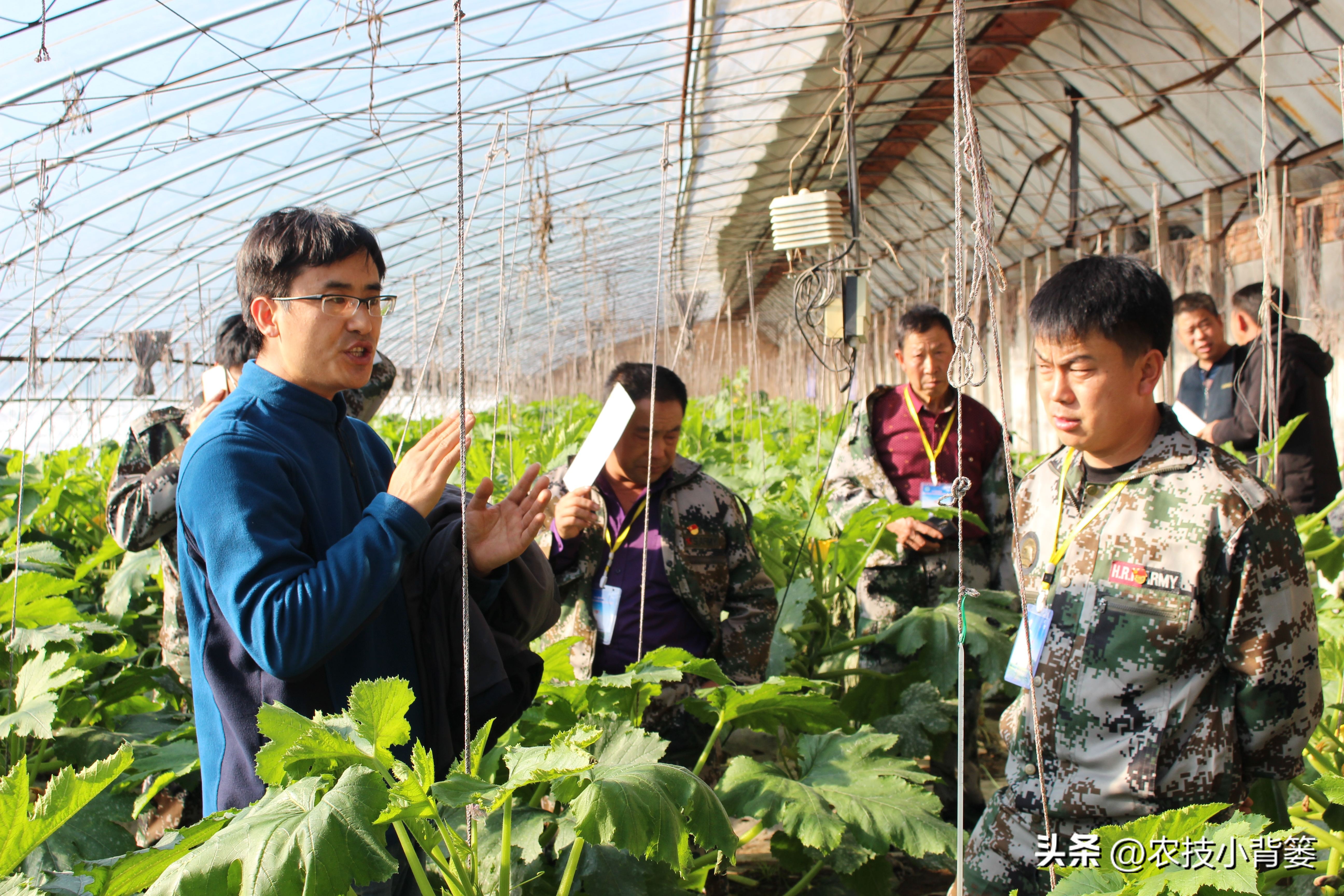 粉虱虫打什么农药,粉虱要用什么农药才能消灭