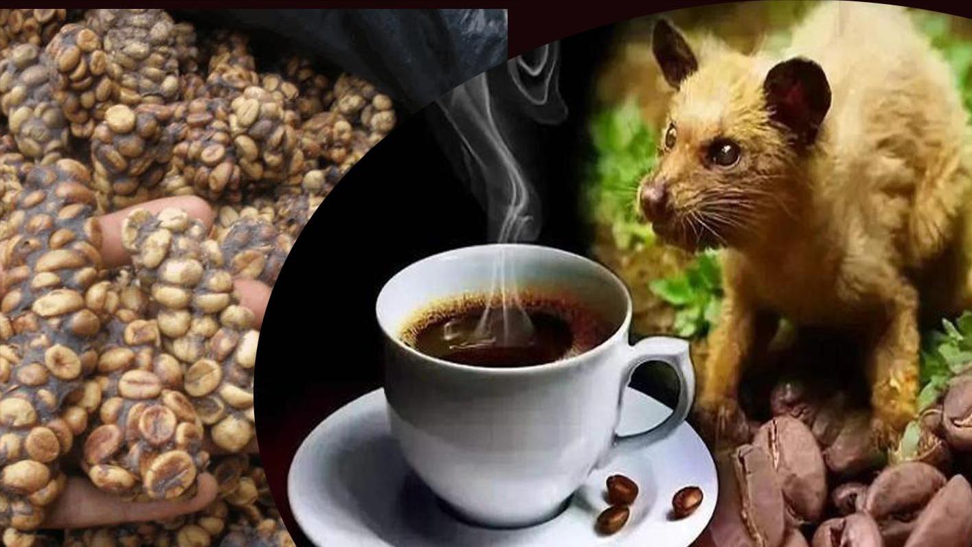 猫屎咖啡商品,猫屎咖啡是什么牌子