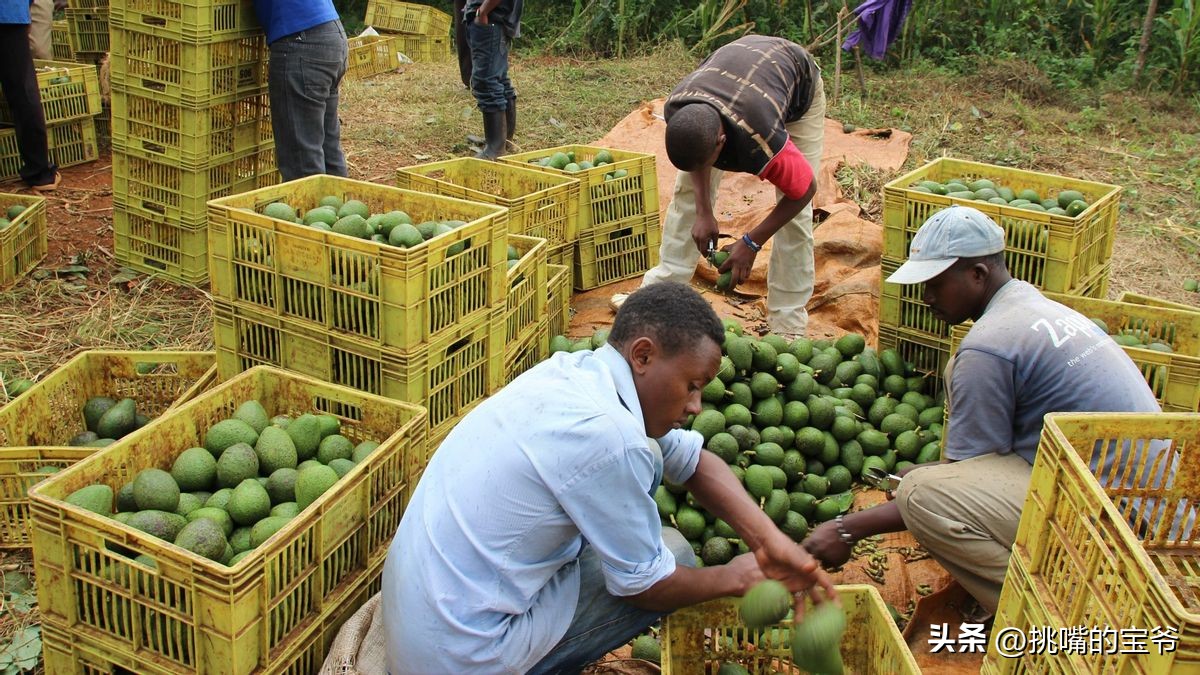 同在非洲大陆，同胞国家忍饥挨饿，它还出口牛油果、芝麻到中国