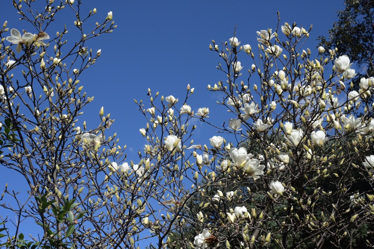 游昆明西山攻略,昆明游玩西山最佳攻略