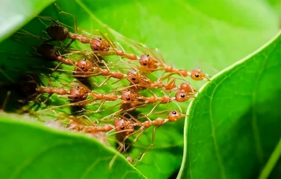 丛林探险美食大全,真正的丛林美食有哪些