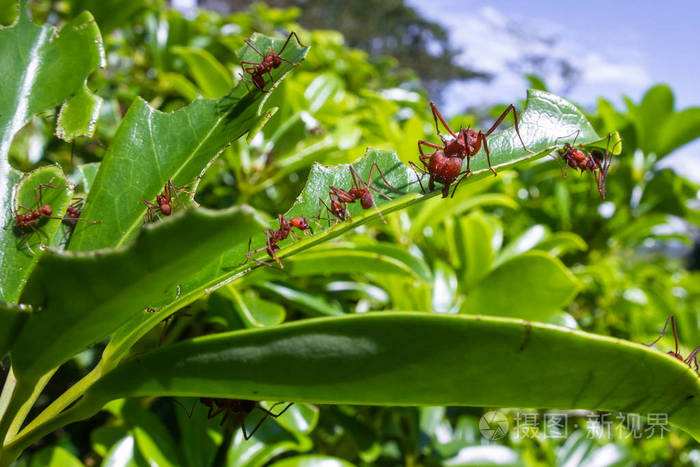 靠“种植”供养百万蚁族，天生长有金属牙齿，切叶蚁有多神奇？