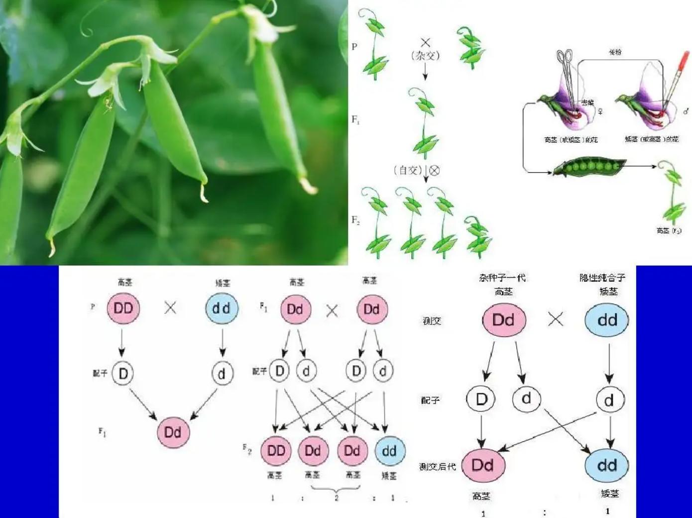 人类禁止*亲近**繁殖，为何要让狗“回交”？甚至品种越纯越好？