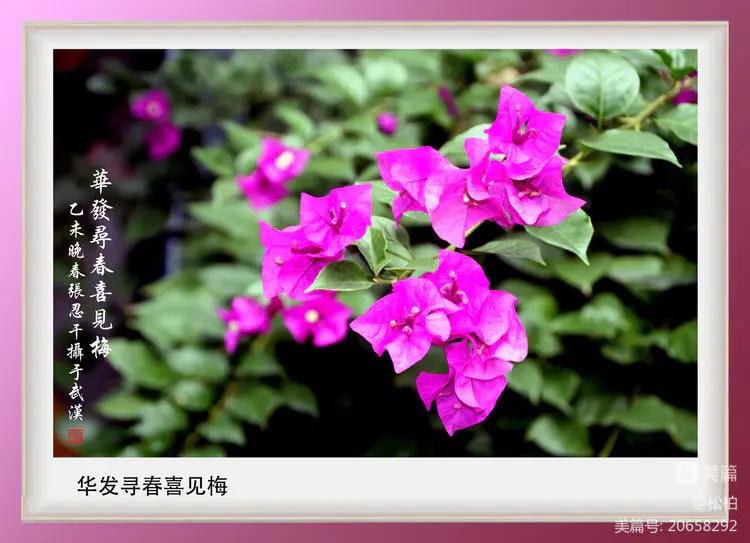 【松柏】（十四）潜情三角梅