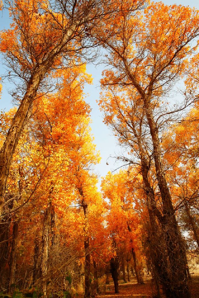 环游新疆15天,环游南疆8天攻略