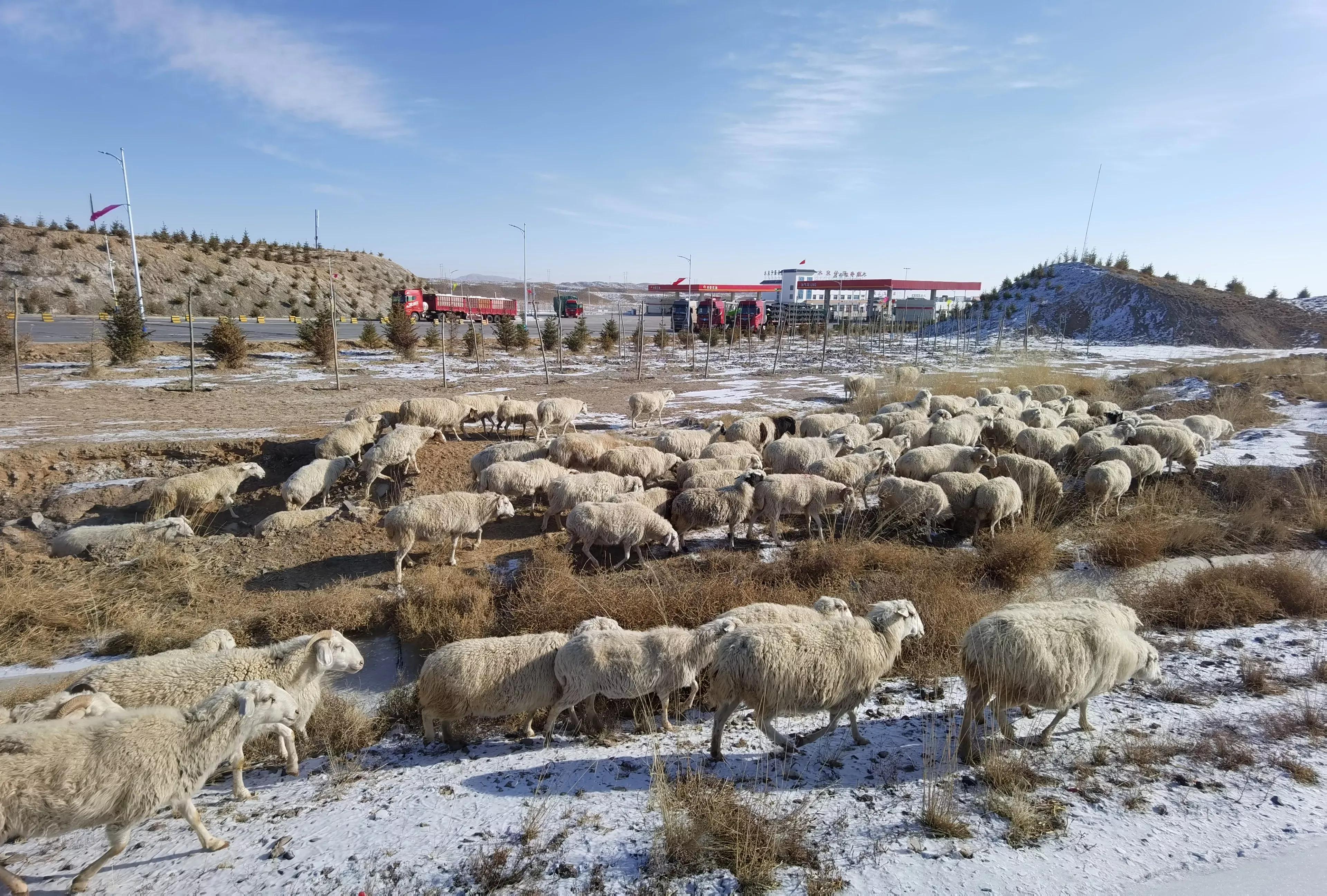 当前羊价上涨还是下跌,2016年羊价下跌的原因