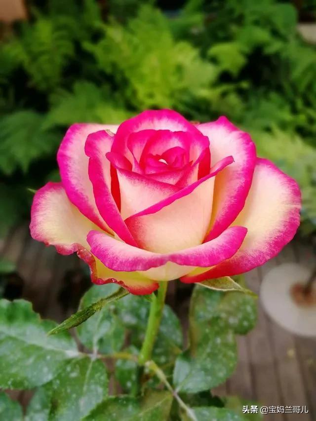 漂亮又特别的玫瑰花图片,特别漂亮的彩色玫瑰花图片