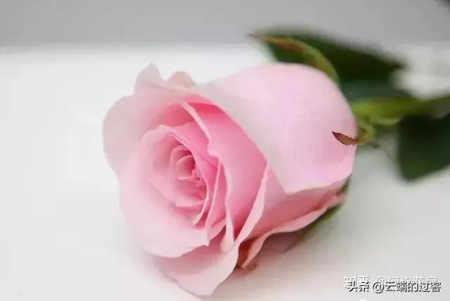 1到99朵玫瑰的含义图片,1到99朵玫瑰花语是什么