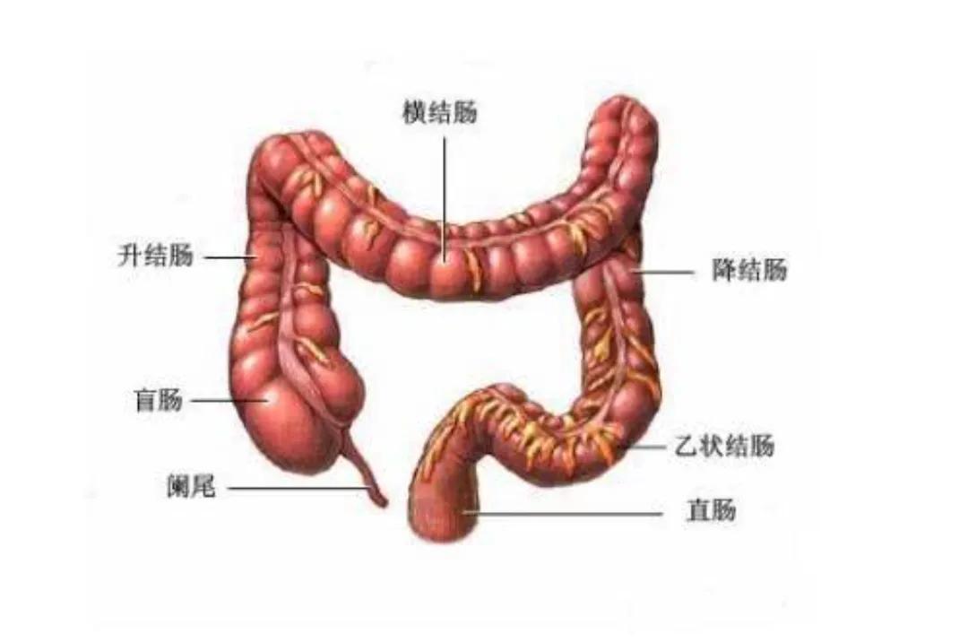 胃镜和肠镜哪个痛苦真实经历,胃镜和肠镜的区别亲身经历