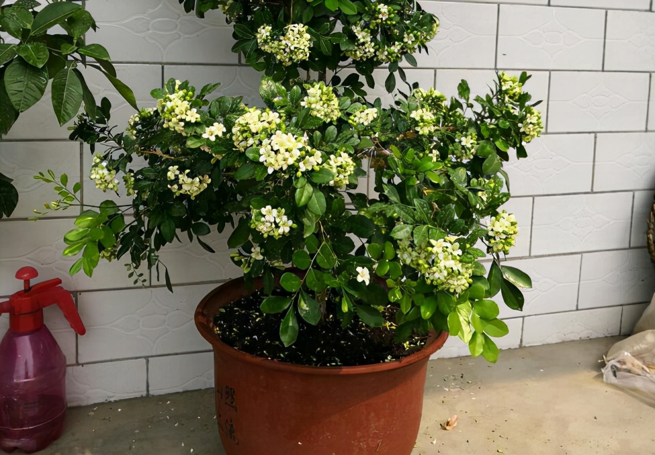 室内香味持久的花卉九里香,水养植物开花九里香