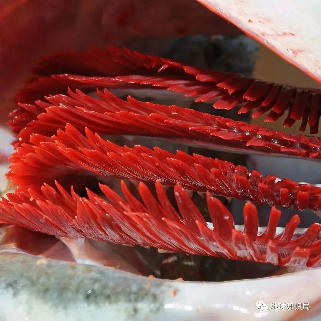 他们，做了一个违背祖宗的决定！|地球知识局