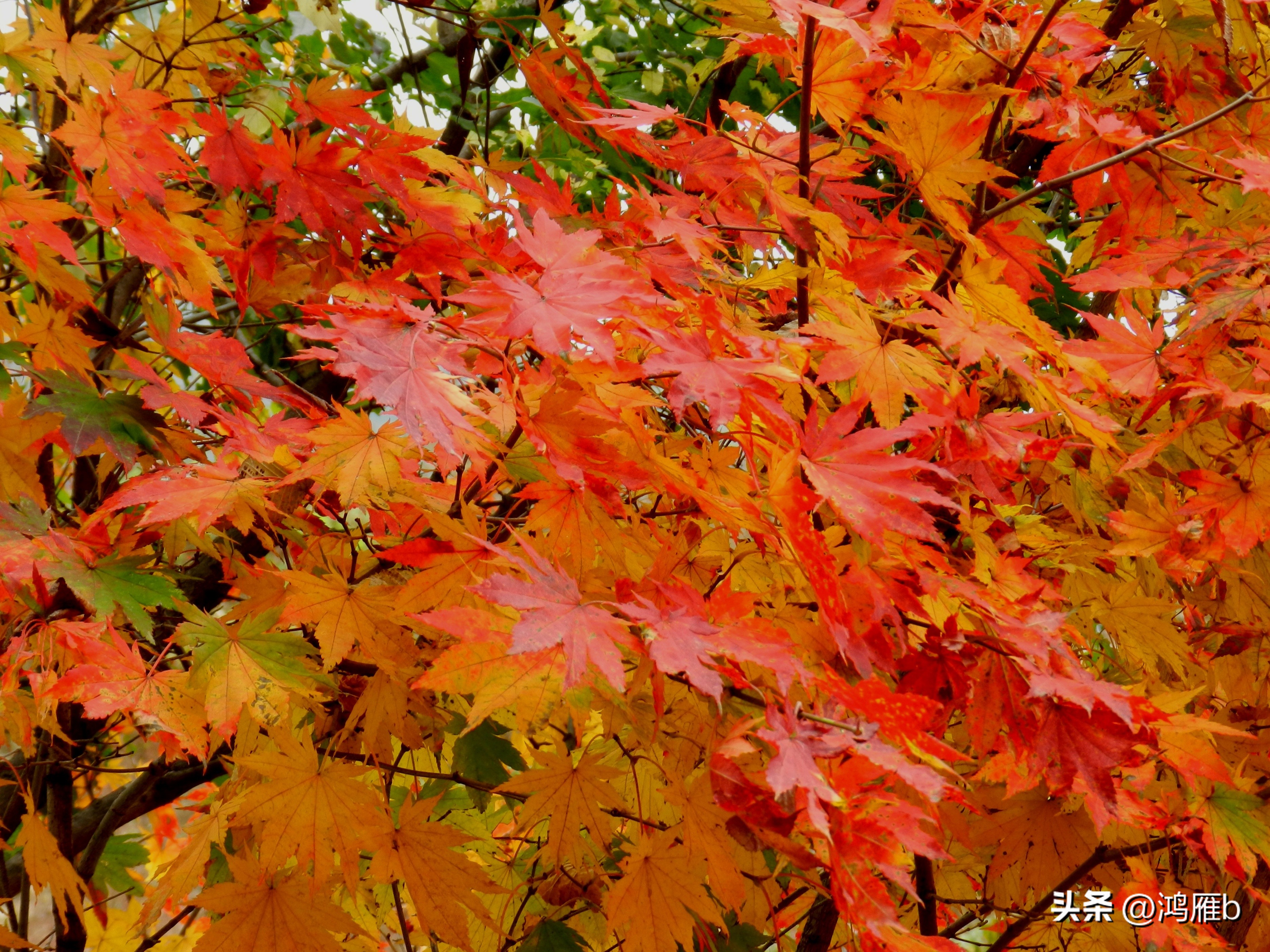 本溪温泉汤沟门票价格,本溪花溪沐枫雪温泉小镇
