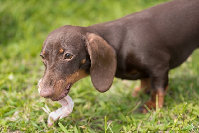 养十只小种母狗一年利润有多少,养十只母狗一年能赚多少钱
