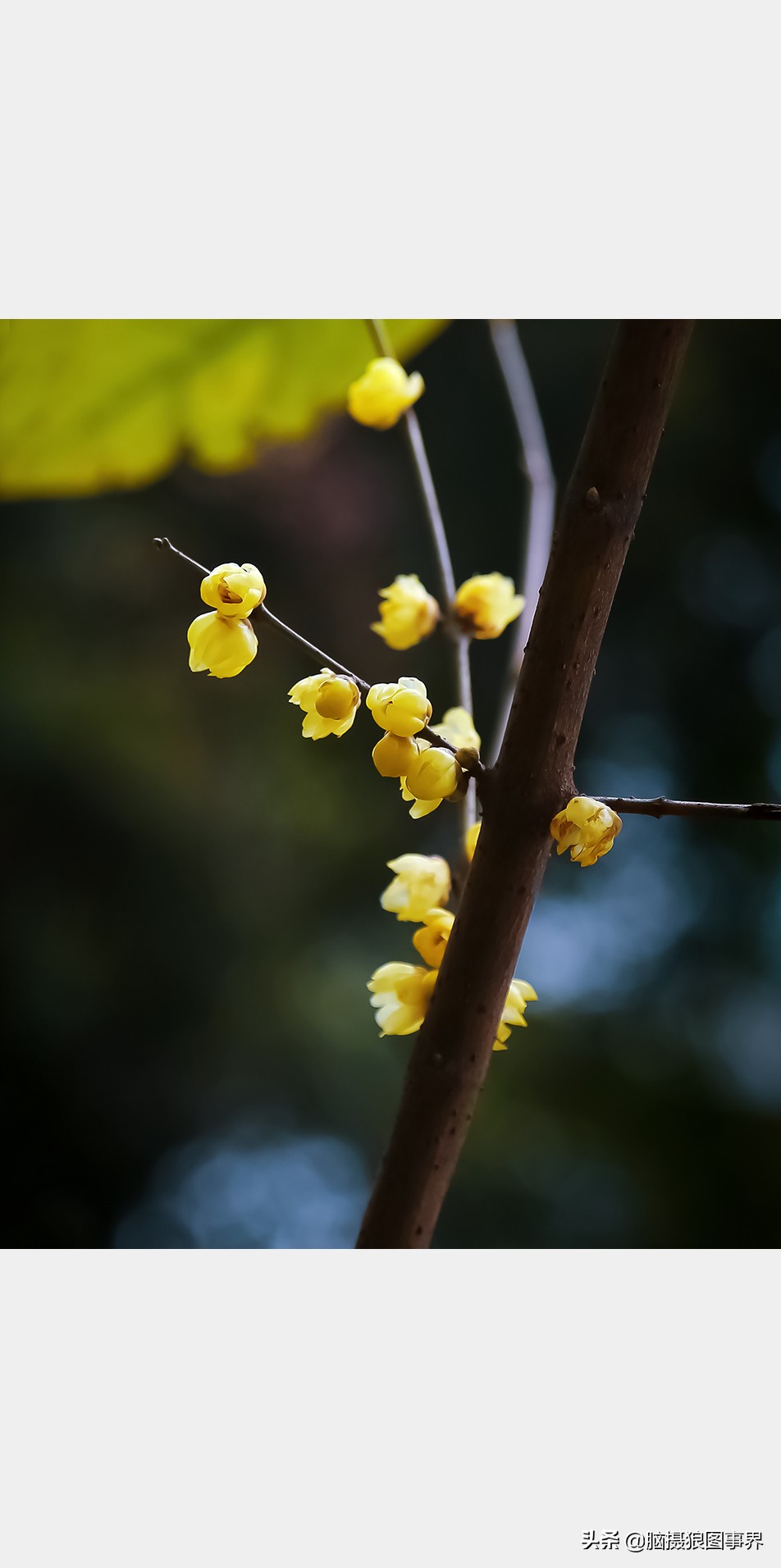 腊梅花特写怎么拍照好看,拍一枝腊梅花怎么拍出高级感