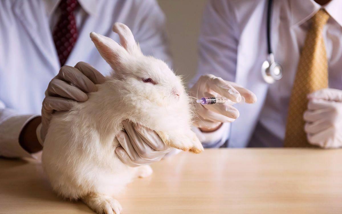 兔子长癣用什么药效果好,兔子长真菌癣怎么治疗