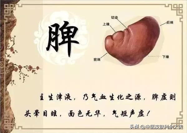 脾肾不足容易掉头发怎么调理,白头发与肝脾肾的关系