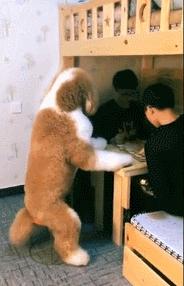 养一只巨型贵宾犬的缺点,巨型贵宾犬优点和缺点