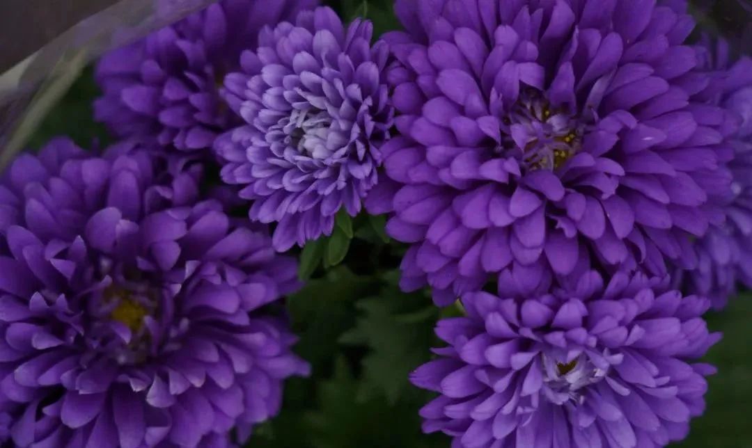 花市上新｜６月的花儿，点燃郫都盛夏色彩