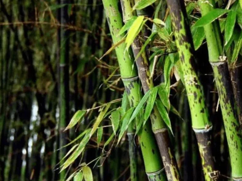 图说千古美人之湘妃