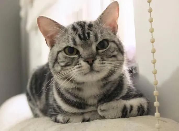 短毛猫猫砂盆,东方短毛猫需要多大的猫砂盆