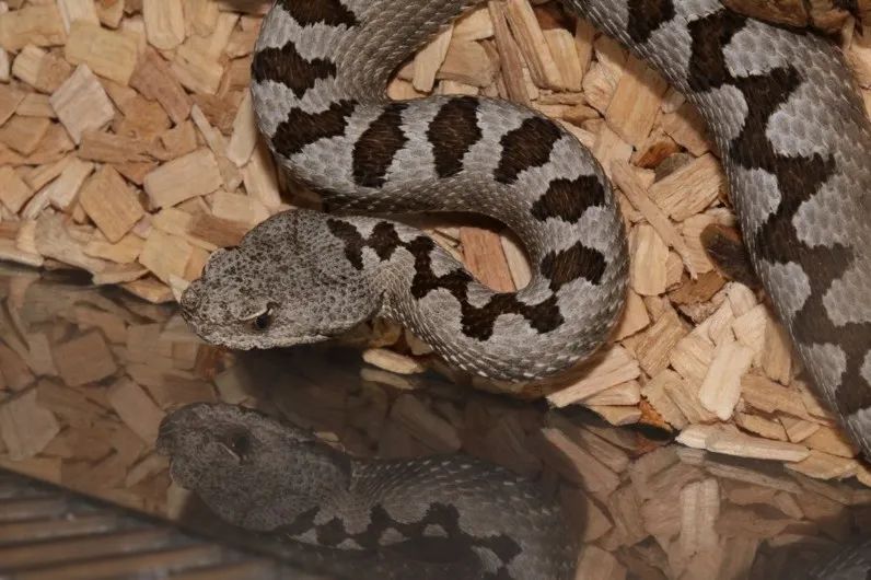 「原来欧洲有这么多种蛇？！」偷师卡塞尔的豢龙大师·下