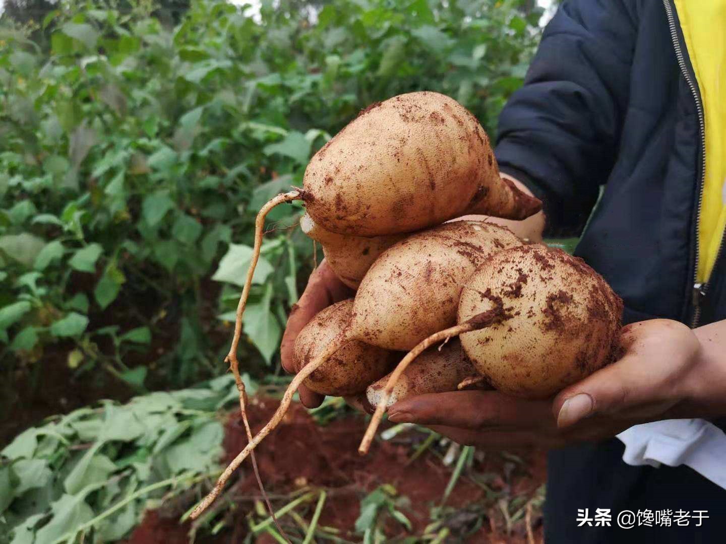 有哪些水果适合中老年人吃,现在适合老年人吃的水果零食