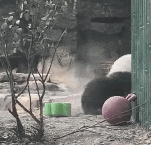 胖达在国外有多受欢迎？日本哭泣相送，比利时差点分裂？