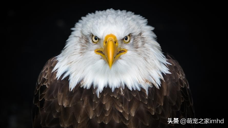 全球公认的十大国宝动物英文,中国十大顶级国宝动物