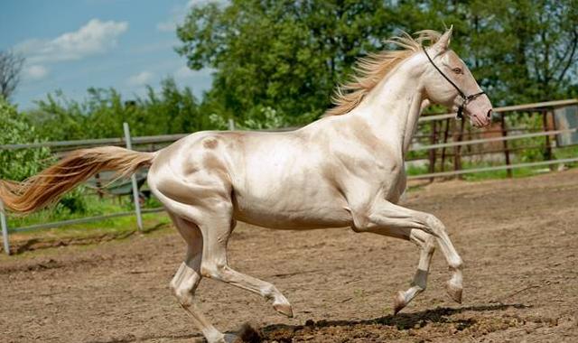 中亚五国的钞票各有特色,中亚钞票