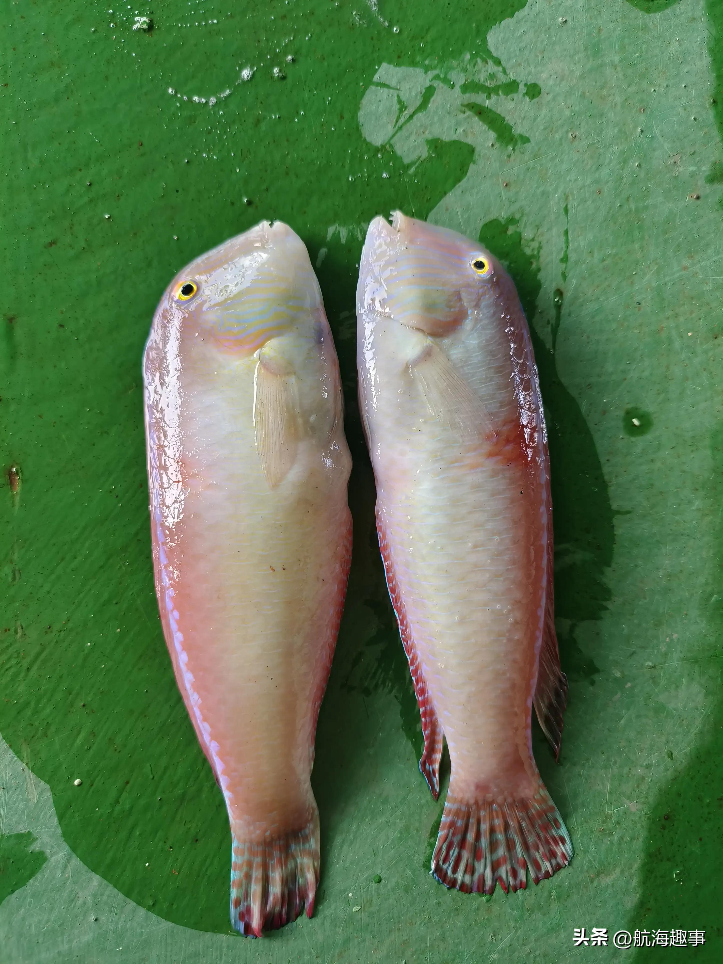 航海的那些事，萨凡纳锚泊9天，主机吊缸，活塞锁紧帽漏油，忙